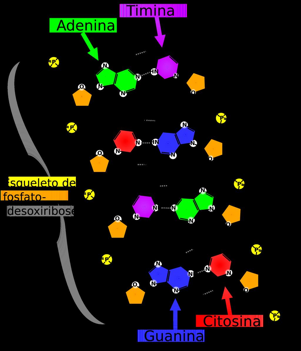 Ribose e o DNA Células em divisão
