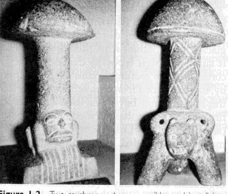 forma de cogumelos datadas de l000 AC e pela continuação até o presente do uso ritual de cogumelos contendo substâncias alucinógenas, por tribos mexicanas.