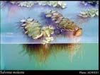 (lentilhas, Salvinia) invertebrados (Daphnia, rotifera,