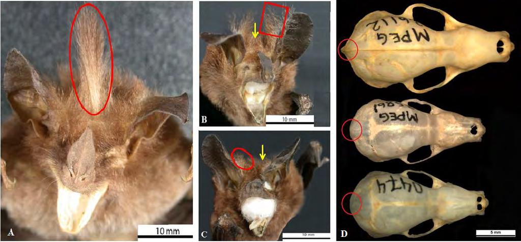 Capítulo 1 31 Figura 1: Características morfológicas distintivas de M. hirsuta, M. megalotis e M. microtis. A) Topete de pelos em macho de M. hirsuta (INPA 1467).