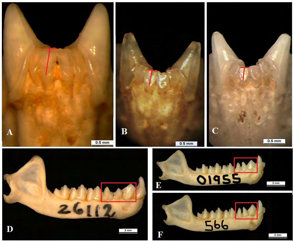 Capítulo 1 32 Figura 2: Características morfológicas distintivas de M. hirsuta, M. megalotis e M. microtis. A, B e C) Respectivamente: Incisivos inferiores de M. hirsuta (MPEG 26112), M.