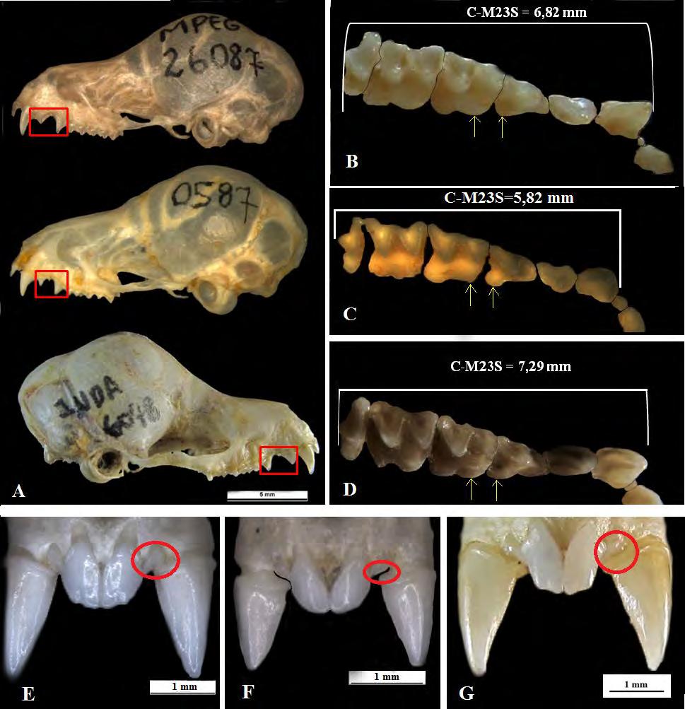 Capítulo 2 55 Figura 3: Características morfológicas da dentição distintivas de M. minuta, M. sanborni e M. schmidtorum. A) Dimensões dos pré molares superiores, de cima para baixo: M.