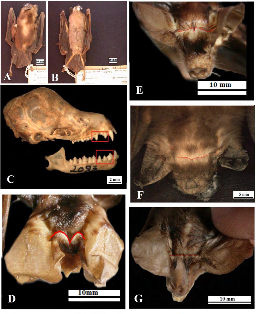 Capítulo 4 88 Figura 1: Características morfológicas que qualificam o espécime MPEG 2093 como M. brosseti e comparação da banda interauricular. A) Pelagem dorsal (MPEG 2093).