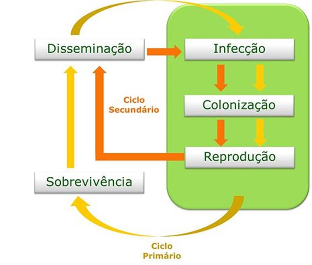 CLASSIFICAÇÃO DAS