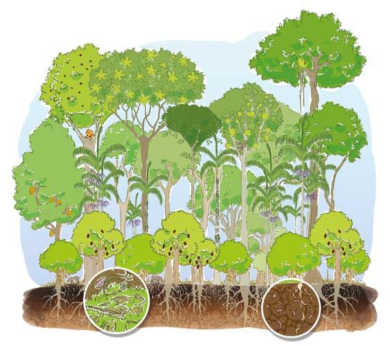 Após cerca de 30 anos, a área apresenta praticamente as características de uma floresta, com espécies de interesse seja de consumo ou para comercialização.