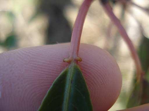 Glândulas na base do pecíolo: https://sites.google.com/site/florasbs/euphorbiaceae/leiteiro A posição ou arranjo no qual as folhas surgem no caule é chamado de filotaxia e é de grande importância.