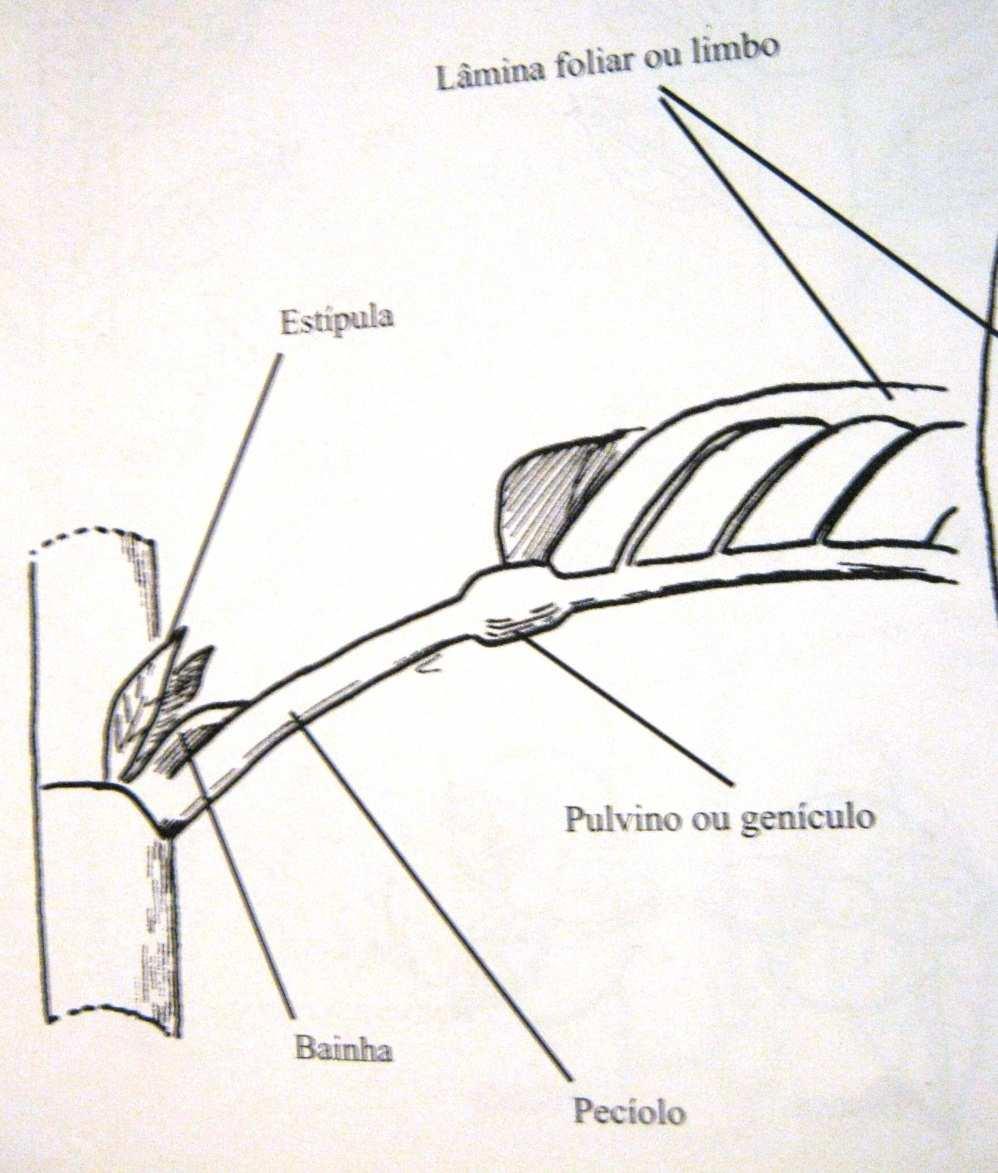 condutores. Já o pecíolo é a região da base da folha que liga o limbo ao caule.