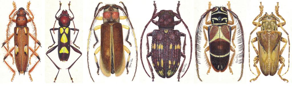 64 Galileo, M.H.M. & Santos-Silva, A.: Ubirajara Ribeiro Martins (Coleoptera) from Bolivia and Brazil. Zootaxa, 3985(3): 440 445. 456. Galileo, M.H.M.; Martins, U.R. & Santos-Silva, A. Five new Lamiinae (Coleoptera, Cerambycidae) from Bolivia in honor of James E.