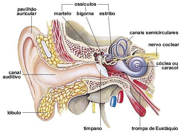 O ouvido Converte ondas sonoras mecânicas em pulsos elétricos Ouvido externo: canal auditivo