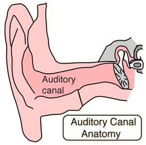 Ouvido externo canal auditivo