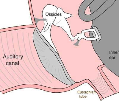 Ouvido externo tímpano Membrana do tímpano possui uma espessura de 0,1mm e área de 65mm 2. Acopla a vibração do ar com a vibração dos pequenos ossos do ouvido interno.