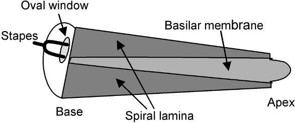 Amplitude relativa Ouvido interno membrana basilar Cóclea afina ao longo de seu comprimento Membrana basilar engrossa e fica menos