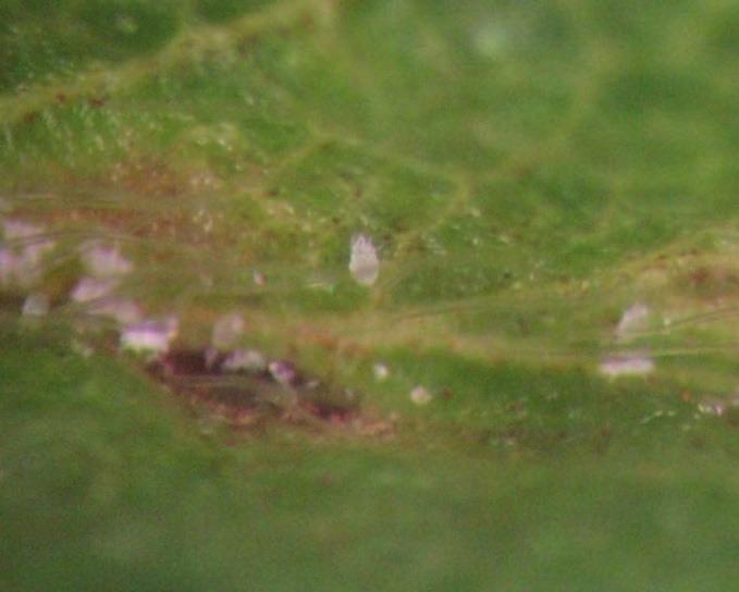 O ciclo biológico (ovo-adulto) é de aproximadamente 7 dias a 25 ºC (Figura 4). Danos e sintomas: em pequenas infestações, provocam o enrugamento na face superior das folhas novas.
