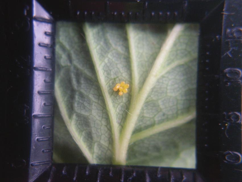 Inimigos naturais associados à cultura do morangueiro Joaninhas Coccinelídeos (Coleoptera: Coccinelidae) Apresentam quatro fases de