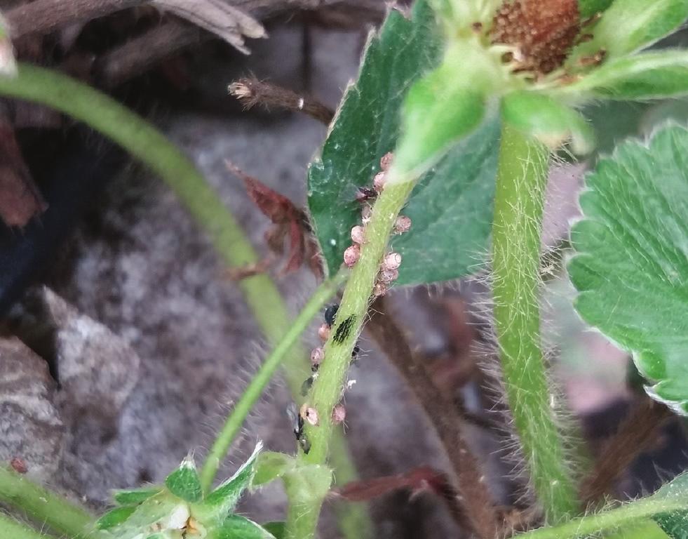 A maioria pode ser identificada pela capacidade de permanecer num mesmo lugar durante o voo.