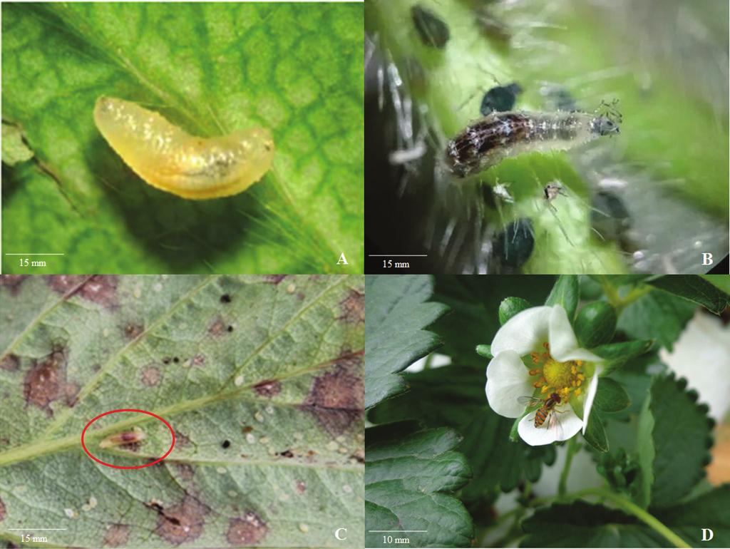 Guia para a Identificação e Monitoramento de Pragas e seus Inimigos Naturais em Morangueiro Fotos: Maria Aparecida Cassilha Zawadnea. Figura 37.