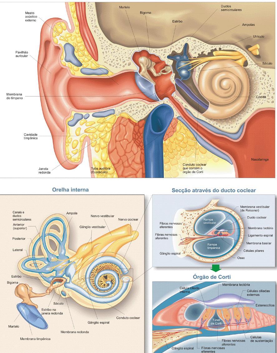 Anatomia