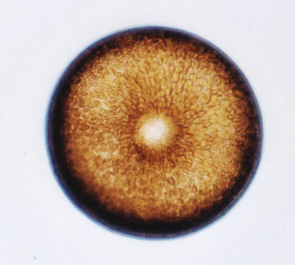 15 marginais de rimopórtulas sobre o manto (FERNANDES, 2001). A FIGURA 1 mostra a microalga C.