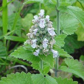 com flores em espiga) Nepeta cataria