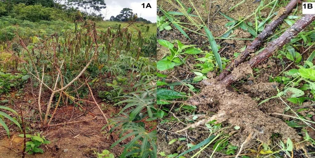 Figura 1 sintomas e sinais diagnósticos da doença em campo: (1A) planta sintomática; (1B) podridão das raízes; (1C) amarelecimento e murcha das folhas;