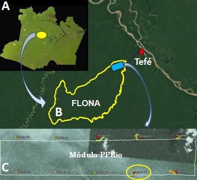 FIGURA 1: Localização da área de estudo. A: Estado do Amazonas, B: Flona de Tefé, C: Módulo-PPBio e a parcela 07 (circundada em amarelo).
