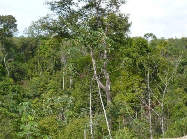 hectares, com vegetação primária de pequeno e médio e grande porte com seu