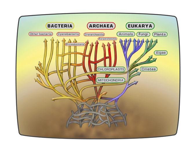 Endosymbiosis Fusion evolution - major process for forming the