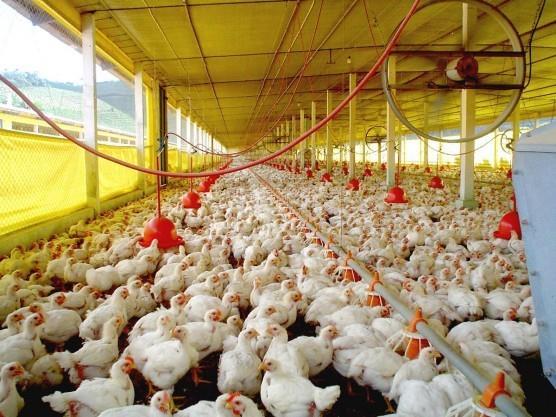 Alimentação e nutrição de aves de produção Universidade Federal do Pampa - Campus Dom