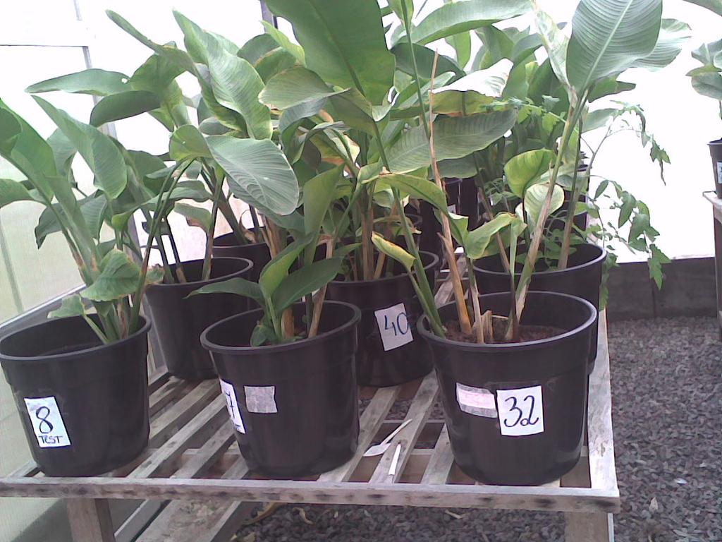 35 B Figura 1 Vista parcial do experimento, em casa de vegetação, após 45 dias de aclimatação. A) Heliconia richardiana e B) Heliconia rostrata. primeira aplicação.