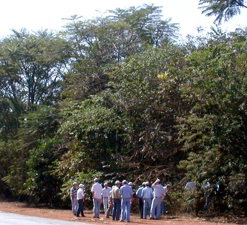 Estruturação 1 Introdução ou favorecimento de espécies florestais 2 - Criação de um dossel e habitat florestal 3 Eliminação de plantas