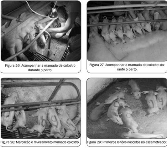 700g Nas primeiras horas o