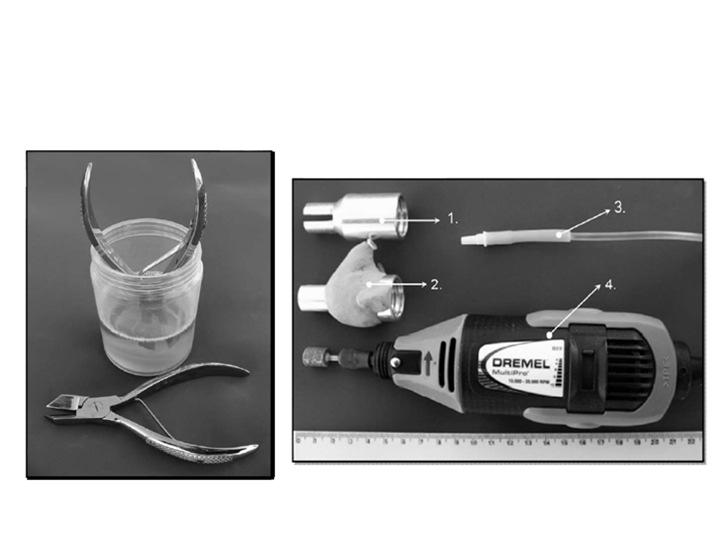 controle (GC - dentes intactos) e tratamento (GT - corte dos dentes).