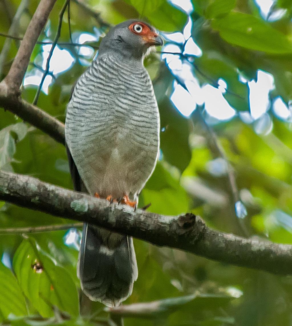 258 Rediscovery of the Cryptic Forest-Falcon Micrastur mintoni Whittaker, 2002 (Falconidae) in the Atlantic forest of southeastern Brazil as part of our research (authorization ICMBio/SISBIO Nº