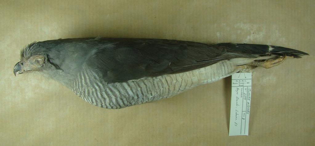 260 Rediscovery of the Cryptic Forest-Falcon Micrastur mintoni Whittaker, 2002 (Falconidae) in the Atlantic forest of southeastern Brazil We found two specimens of Micrastur mintoni collected in the