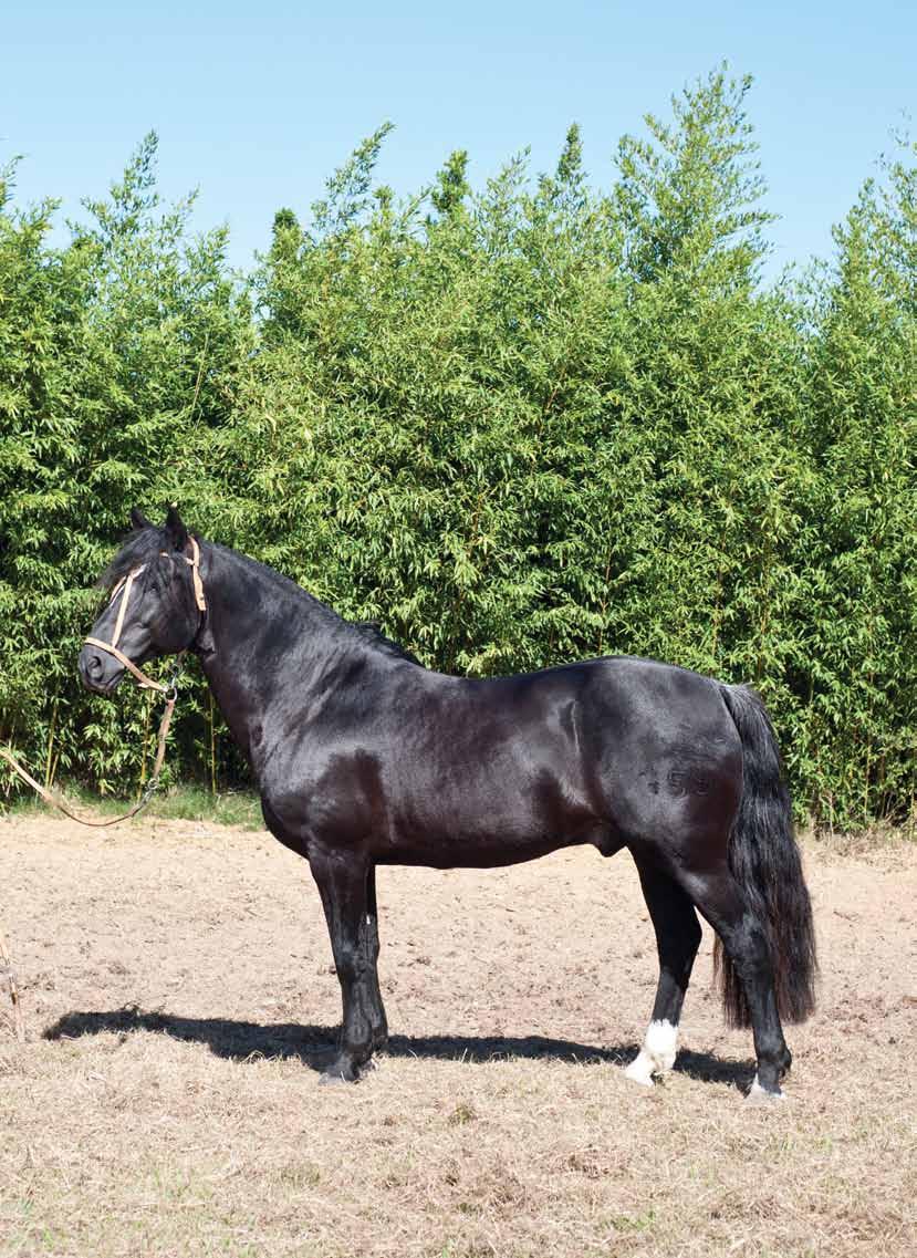 Veneno Lote 2 San Justo 400 Tañido Tramposa Ganador del Oeste Discola del Oeste Oração Muticura Sin Suerte Chake la Menguante Importada da Argentina Colin Ratero en Domingo Muticura Codiciada