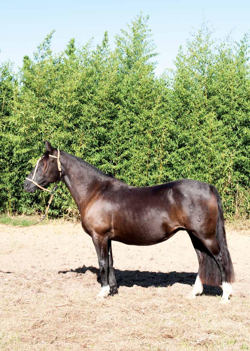 J A Zoeira Lote 7 J A Propina J A Cartucho J A Forquilha San Justo 400 Tañido Tramposa Ganador del Oeste Discola del Oeste Sendero Kalifa Che Ñapinda 553 Chake el