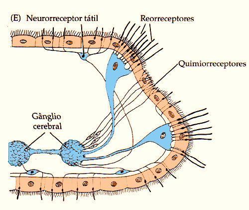 Estímulo Tátil Sistema Nervoso Ganglionar Simetria