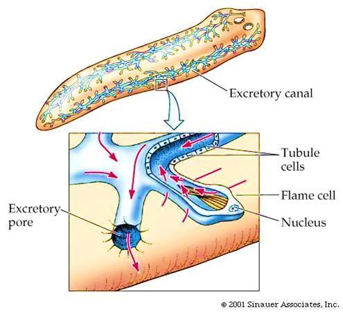 Sistema Excretor Protonefridial CLASSE TURBELLARIA S.