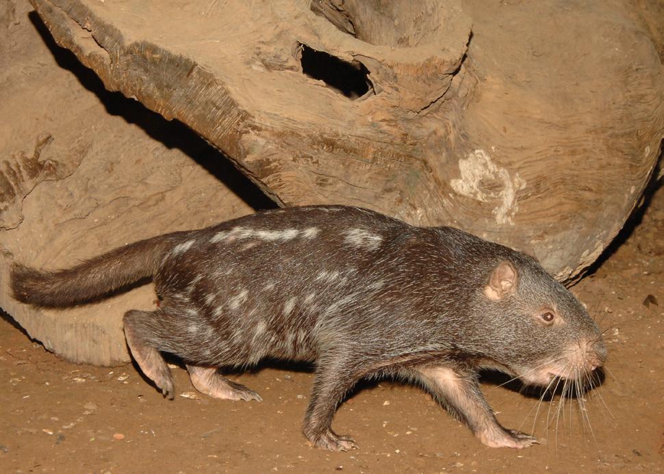 Figura 1. Dinomys branickii. Imagem do arquivo do Parque Ambiental Chico Mendes.