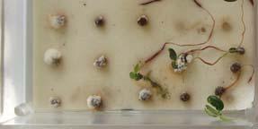 2.5 Patogenicidade de Pestalotiopsis sp. em mudas de aroeira-pimenteira Constatou-se que Pestalotiopsis sp.