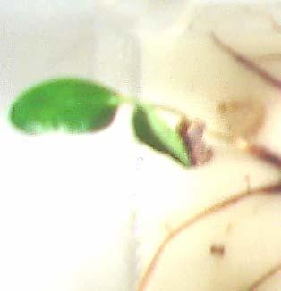 Após sua inoculação em plantas de aroeirapimenteira observou-se que 83% destas apresentaram mancha foliar de formato circular, pequeno e escuro que se desenvolveu ocorrendo necrose do tecido.