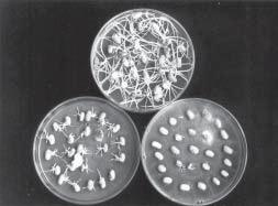 oriundas de sementes de feijão submetidas à análise sanitária pelos métodos de incubação em ágar-água padrão (a), ágar-água com 2,4-D (b) e ágar-água com restrição hídrica (-0,7MPa) (c).