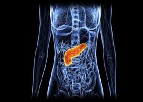 Pâncreas: Recuperação da produção adequada de insulina;