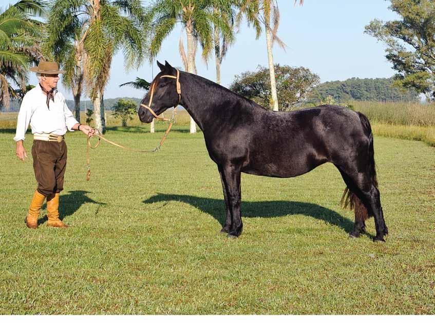 Punhalada San Justo 400 Tañido Tramposa Ganador del Oeste Discola del Oeste Huifquenco Tranquilla Huifquenco Huiliento Huifquenco Candilejas Santa Zulema el Huila Querência Minzaquera Las Vallas