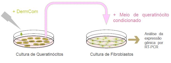 Os fatores de crescimento na maioria dos casos são proteínas que atuam como mensageiras e permitem a comunicação celular entre as nossas células nos mais diversos tecidos.