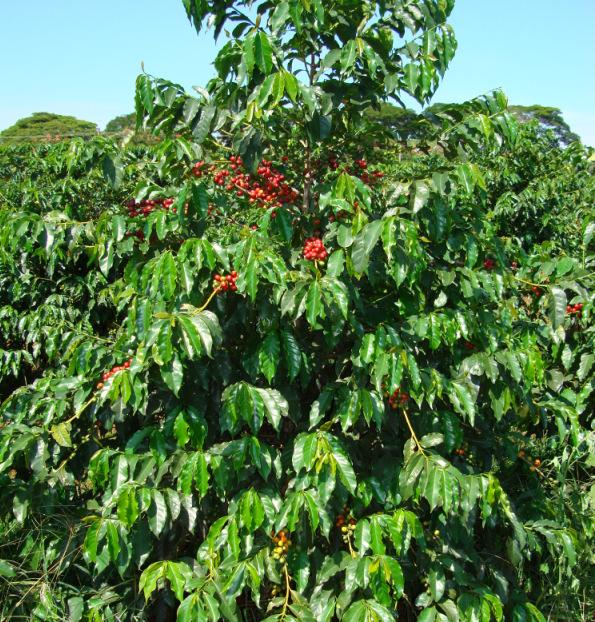 Acaiá BV