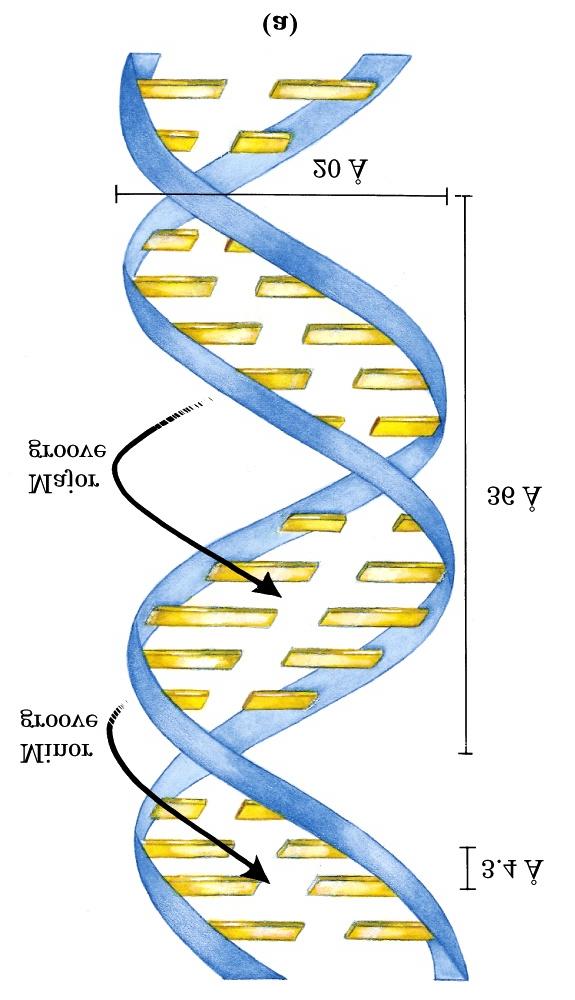 Dupla hélice de DNA: Sulco