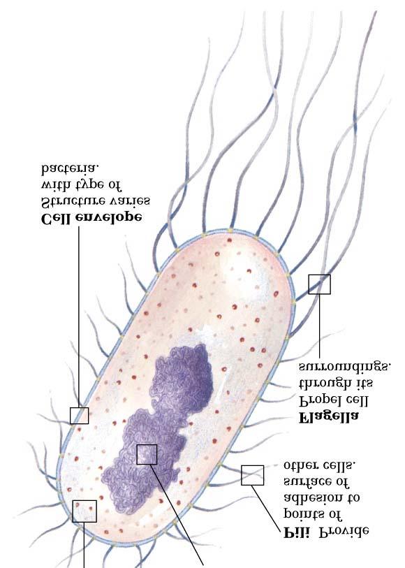 Ribossomos Nucleoide (DNA compactado) Pili Flagelo Célula procariótica (bactérias): Envelope celular (membrana) Não tem organelas (núcleo, mitocondrias,