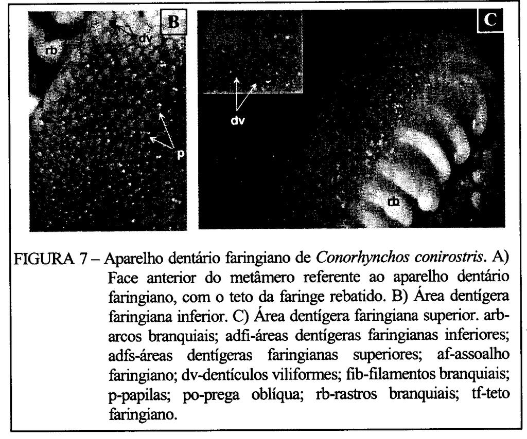 As áreas dentígeras inferiores, direita e esquerda, têm forma de um triângulo, com a base paralela ao ramo inferior do arco branquial IV (Figura 7-A).