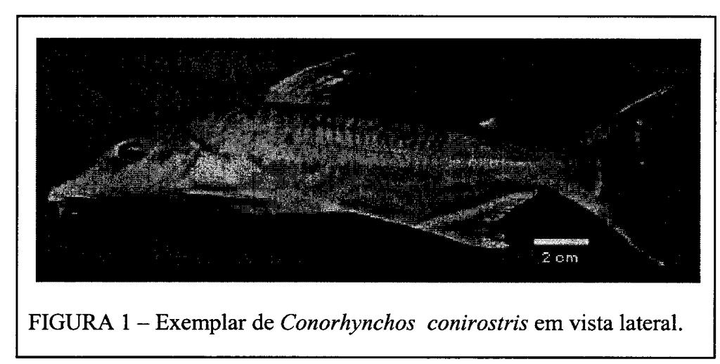 desta espécie, tem relevância taxonômica, evolutiva e biogeográfica, podendo servir de referência para pesquisas de anatomia comparada e sistemática.